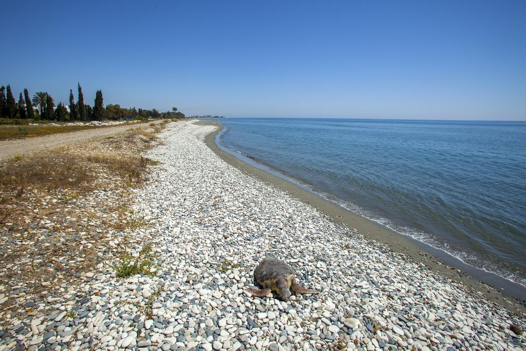 Larnaca Villa Marina Meneou Dış mekan fotoğraf